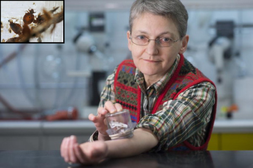 加拿大女科学家放数千臭虫咬自己进行灭虫研究