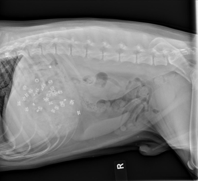 宠物狗吞食皮靴危及生命 胃部x光片可见皮革块