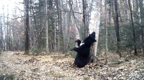 俄罗斯黑熊蹭痒秀热舞 视频引网友围观(图)