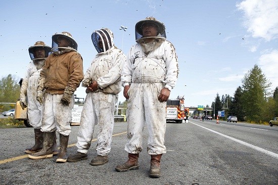 美国一运蜂车发生翻覆大量蜜蜂倾巢而出（图）