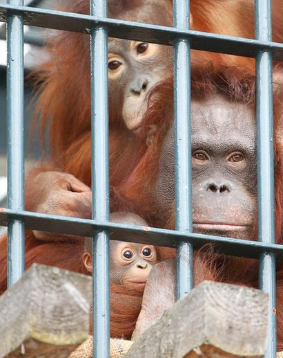 日本一动物园开始夏季营业 动物宝宝成看点(图)