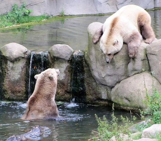 Rare! Brown bear and polar bear mating gave birth to 