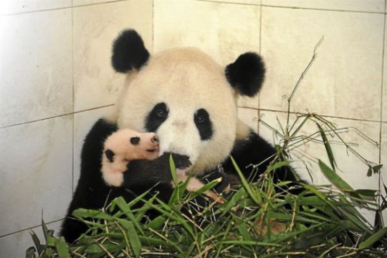 马来西亚为熊猫宝宝办征名比赛：必须是中文名