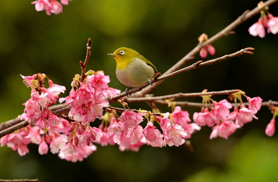日本最早的樱花开了：鸟儿枝头嬉戏春意浓(图)
