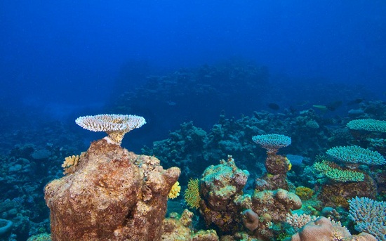 研究称气候变暖致海洋酸化 大堡礁消失风险升高 