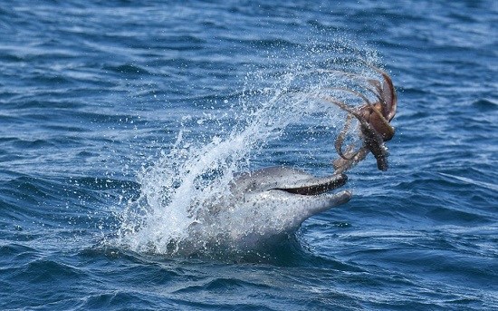 海豚狂虐章鱼罕见一幕专家：其实是在玩耍（图）