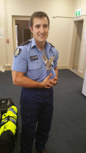 澳大利亚一名警察收养小袋鼠将其放置胸前惹人爱