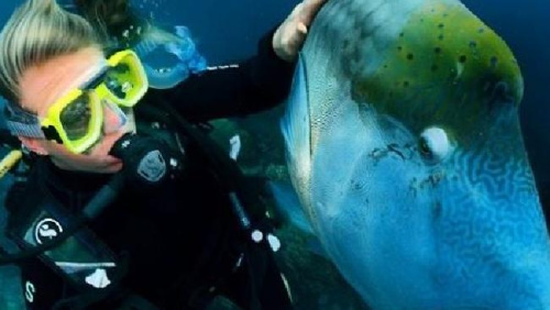 澳大利亚章鱼变“劫匪” 顺走潜水员相机后逃走(图)