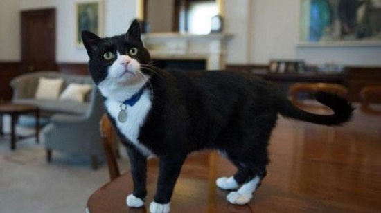 英媒:猫咪“偷袭”邮递员 皇家邮政警告拒绝送邮件