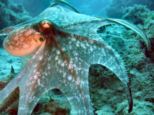人类活动导致海洋环境变化章鱼等头足类动物增多
