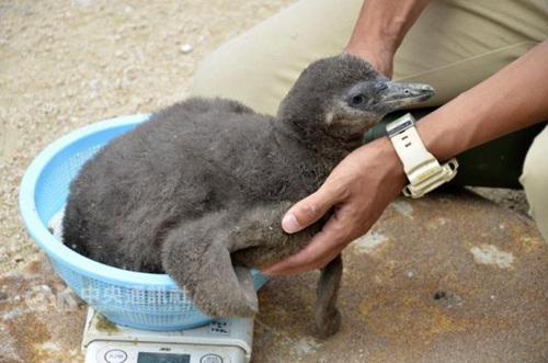 罕见企鹅宝宝首次靠人工授精在日水族馆诞生(图)