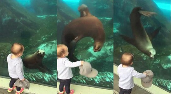 小女娃和淘气海豹互动“指挥”海豹水下翻转（图）