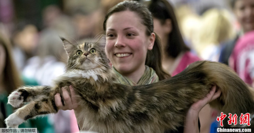美4岁缅因猫重达28磅 食量惊人成纽约第一巨猫