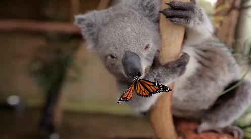 澳动物园拍宣传片蝴蝶抢镜“吻”考拉鼻头（图）