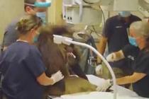 美狒狒接受心脏监测仪植入手术