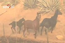 美国加州山火肆虐 一匹马重返火场只为拯救自己家人