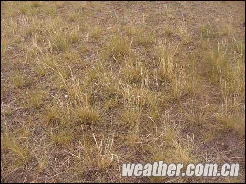 内蒙古高温少雨旱情发展 发今年首个干旱黄色
