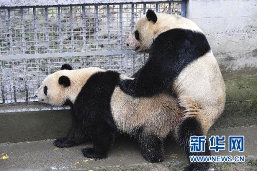 中国大熊猫进入优生优育时代 严控繁育数量(图