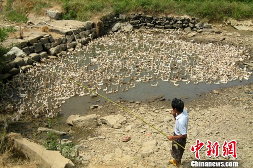 直击湖南双峰旱情:1400多只鸭子的迁徙