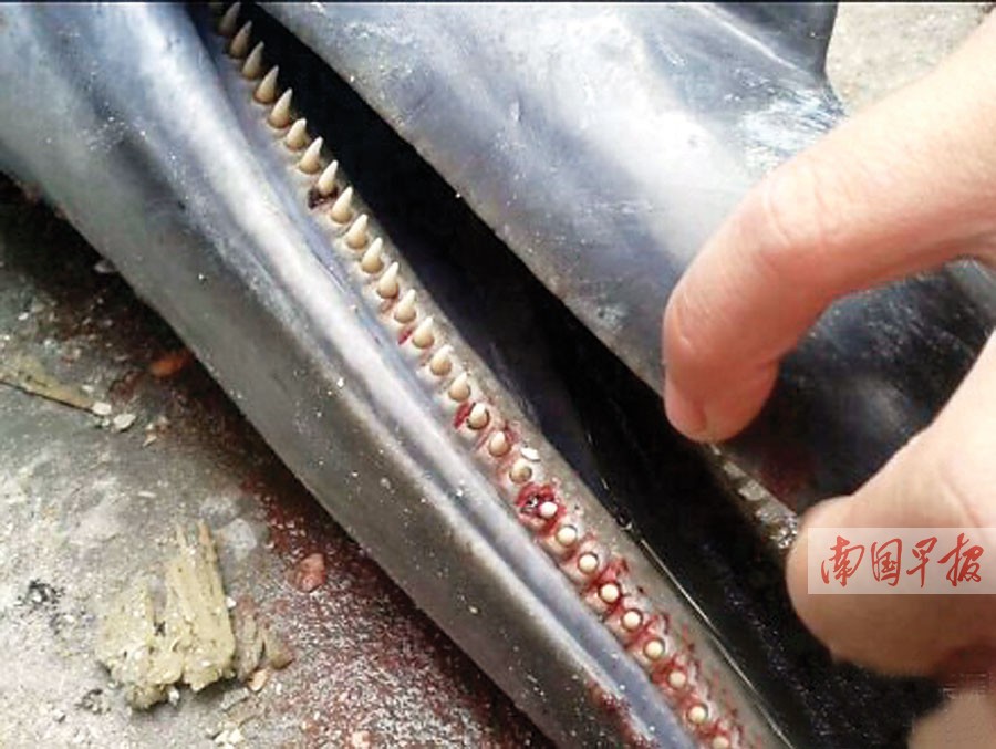 四条海豚广西合浦搁浅死亡 或与台风海燕有关