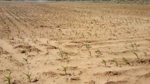 全国10省份2000余万人受旱灾影响 经济损失115亿