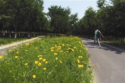 中国侨网5月27日，东郊森林公园，游客在公园内漫步。新京报记者 侯少卿 摄