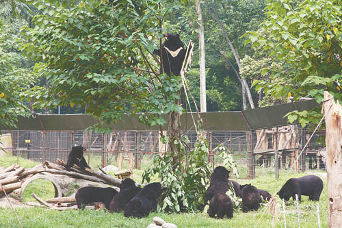 亚洲动物基金会:熊的解放 也是人的救赎(图)