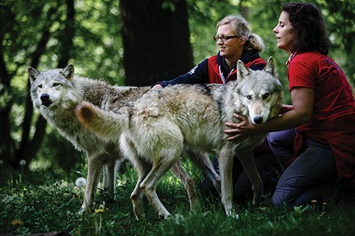 狼真的会演化成狗吗？