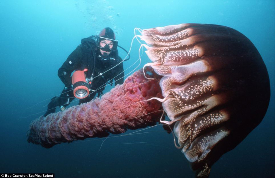 大洋深处极其罕见的绝美生物
