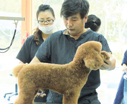 大马华裔宠物美容师的故事:养狗走上全新职业