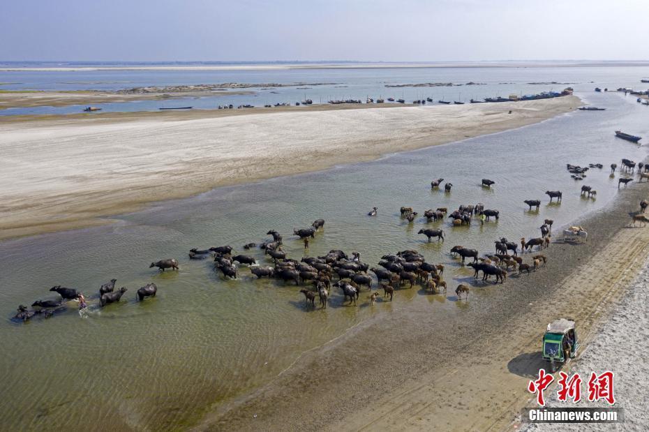 孟加拉國5000多頭水牛為喝水洗澡“大規模遷徙”