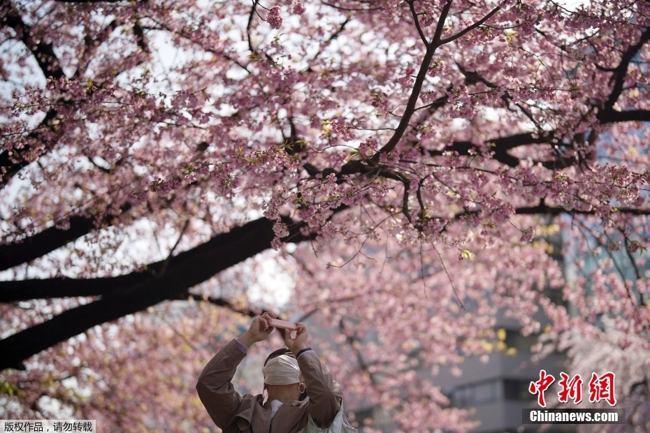 日本东京樱花盛开 游人如织