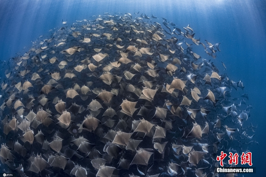 攝影師水下拍攝蝠鲼聚集遷徙 浩浩蕩蕩畫面震撼