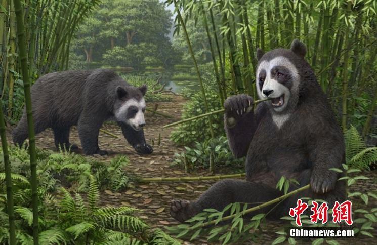 大熊貓吃竹子“絕技”從何而來？最新研究揭秘600萬年前起源