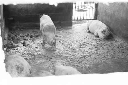 养猪户为降低成本喂猪吃潲水 垃圾猪肉危害健