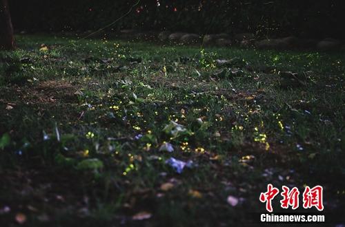 西安高新区突现大量萤火虫专家称与环境改善有关