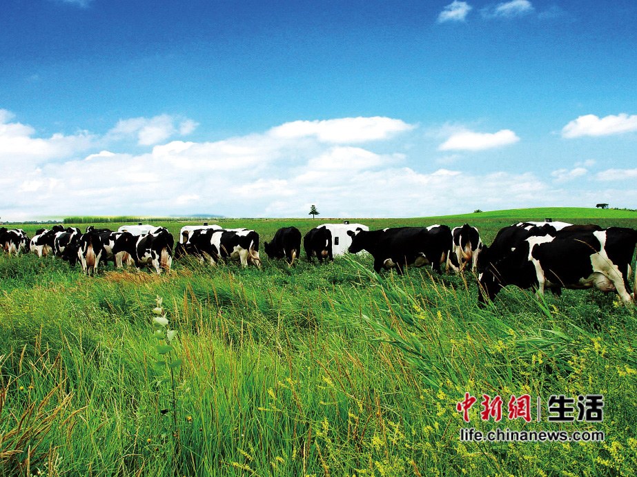 中新网高清图-伊利定州工厂日收奶量950吨(3)