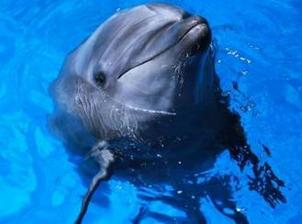日本47岁海豚过世 被人类饲养逾42年破纪录