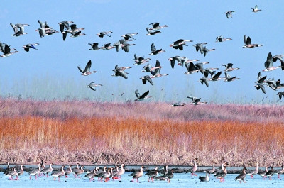 环境持续改善 每年10万候鸟野鸭湖打尖儿(图