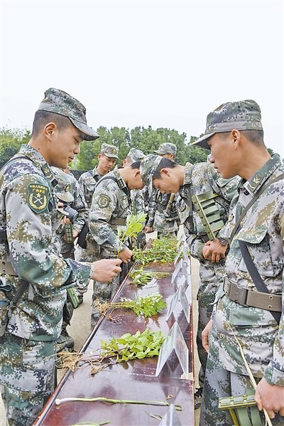 第41集团军官兵识别野生植物 提高野外生存能