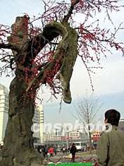 图:北京西单八百年古腊梅树以假乱真