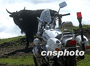 图:警用摩托车驶进草原牧场