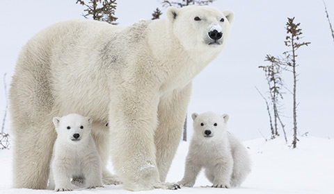 加拿大瓦普斯克國家公園，一個北極熊媽媽與自己的兩個寶寶拍攝了一張可愛的全家福照片。