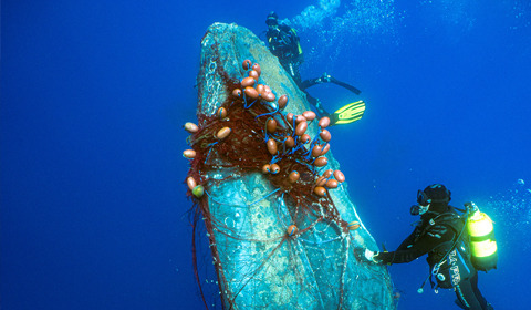 近日，在西班牙巴利阿里群岛Cala Millor海岸附近，一条12米长的座头鲸被网缠绕，当地潜水员下海解救。