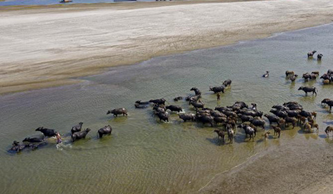 12月22日報道，這一系列無人機拍攝的畫面令人印象深刻，5000多頭水牛為了喝水和洗澡而“遷徙”。