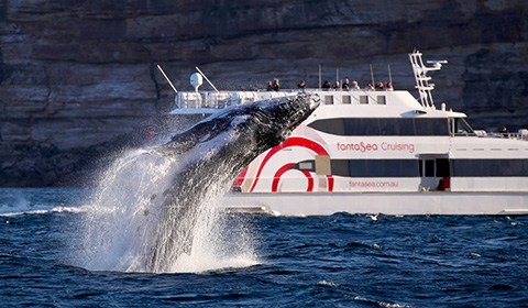 6月1日消息， 连续拍摄鲸鱼十余年的德国摄影师Jonas Liebschner日前捕捉到鲸鱼出水画面。