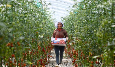 5月29日，西藏自治區山南市扎囊縣戈壁田園植物工廠和綠之源智慧農業項目的工人正在勞作。