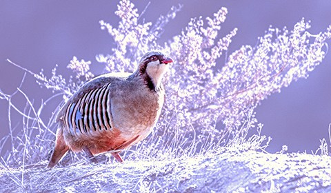 12月中旬，蘭州市榆中縣白虎山一帶，國家二級保護動物大石雞撒歡兒覓食，為冬日帶去蓬勃生機。