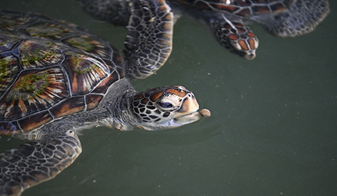 5月18日，廣東省惠州市惠東縣，游客在惠東海龜國家級自然保護區的海龜館內拍攝海龜。