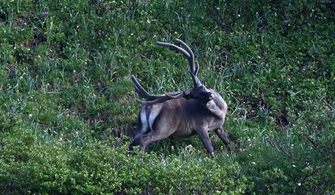 进入盛夏，新疆巴音郭楞蒙古自治州和静县山区的野生动物产期基本结束，成群的大小野生动物出现在山间。